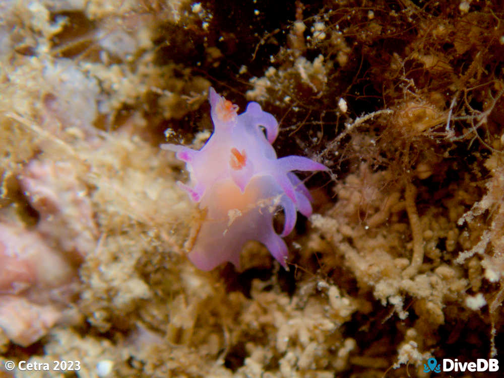 Photo of Marianina sp. at Leather Jacket Alley. 