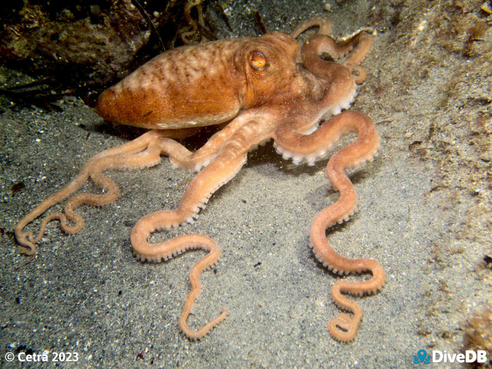 Photo of Octopus at Port Noarlunga Jetty. 