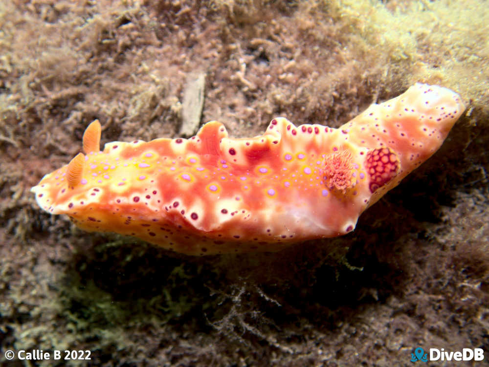 Photo of Short-tailed Sea Slug at Edithburgh Jetty. 