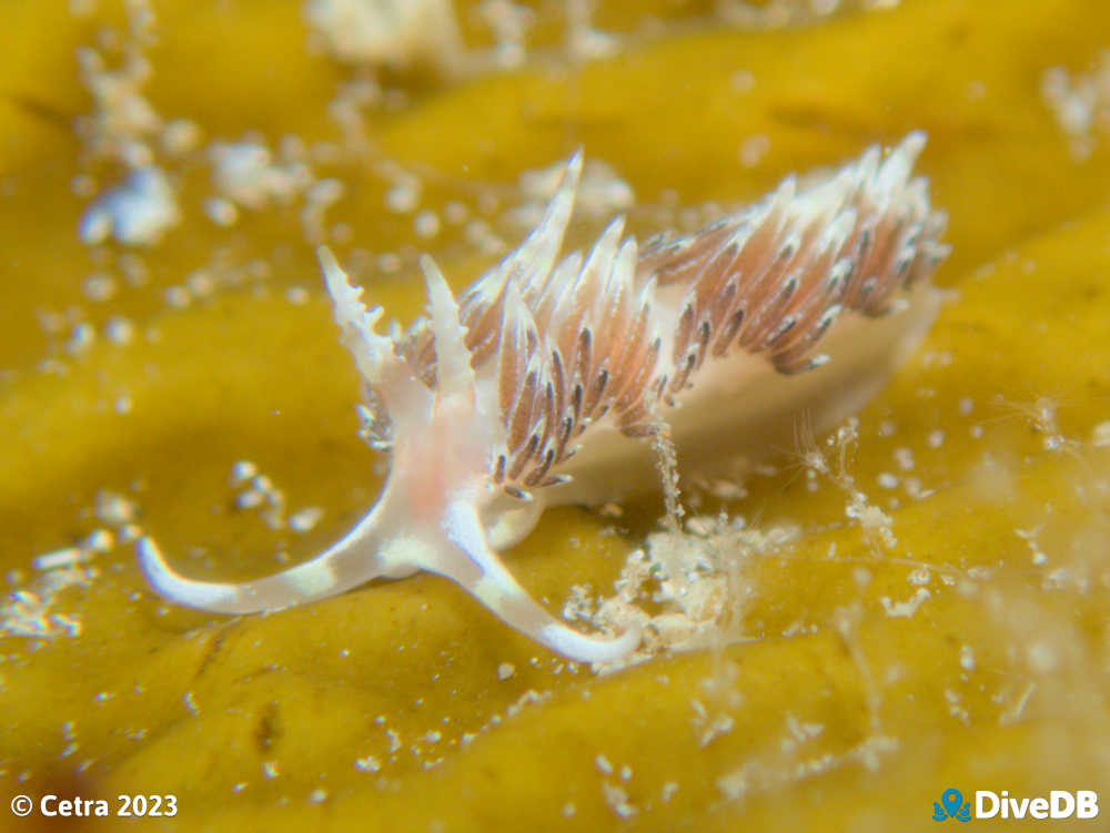 Photo of Facelina sp.3 at Port Noarlunga Jetty. 