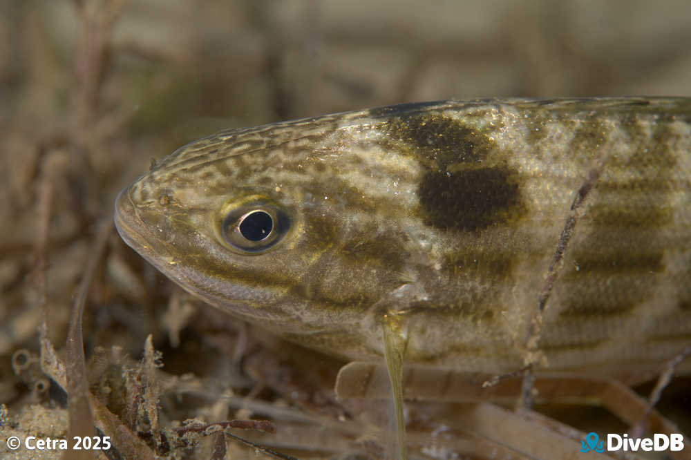 Photo at Port Noarlunga Jetty. 