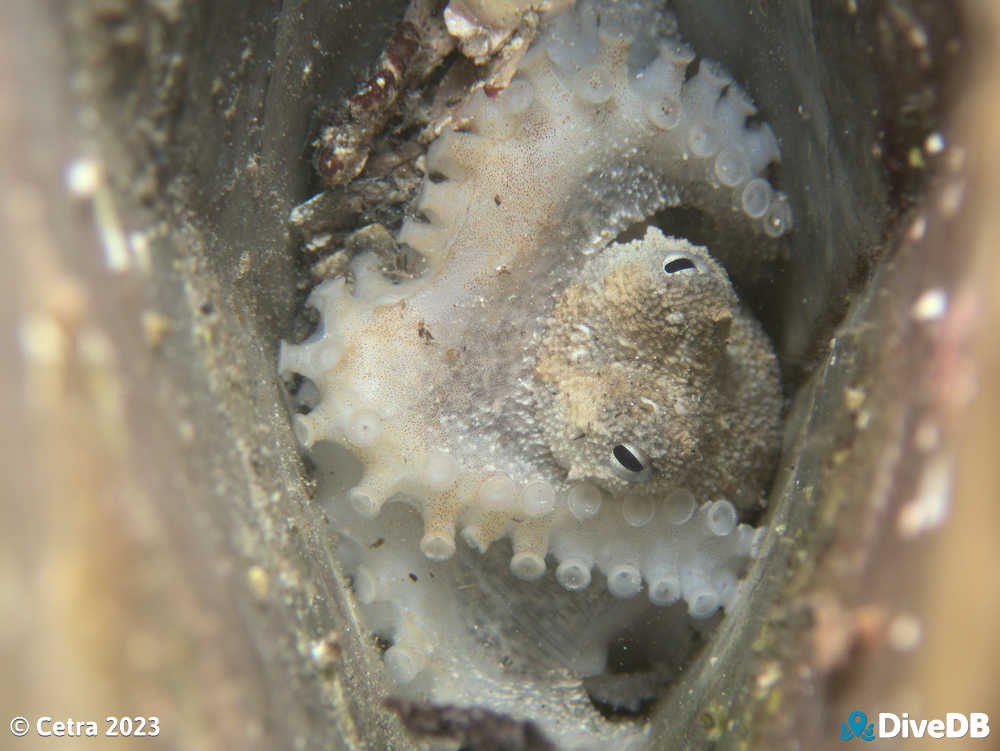 Photo of Octopus at Port Hughes Jetty. 