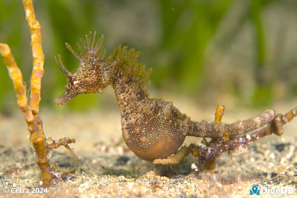 Photo of Shorthead Seahorse at Edithburgh Jetty. 