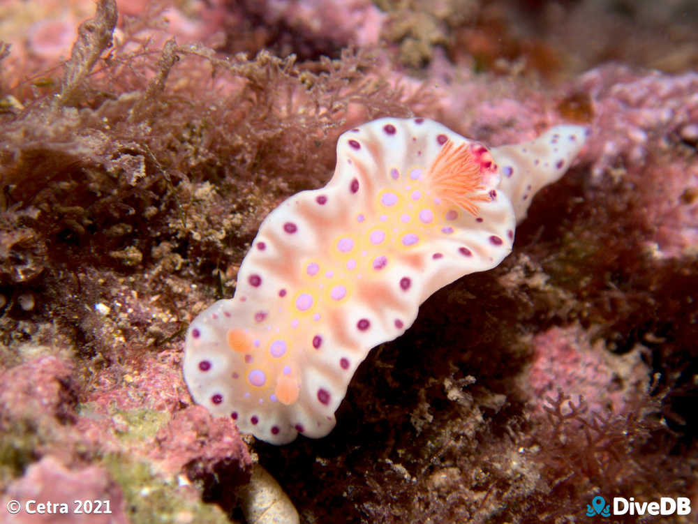 Photo of Short-tailed Sea Slug at Edithburgh Jetty. 