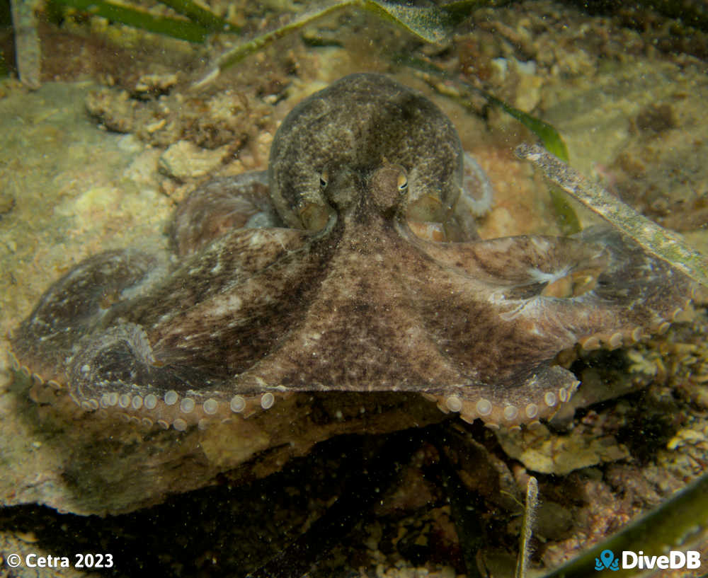 Photo of Octopus at Port Hughes Jetty. 