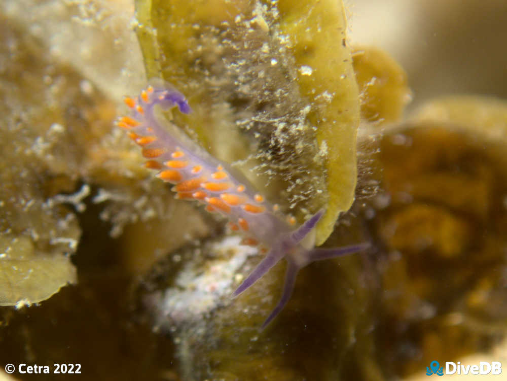 Photo of Flamboyant at Port Noarlunga Jetty. 