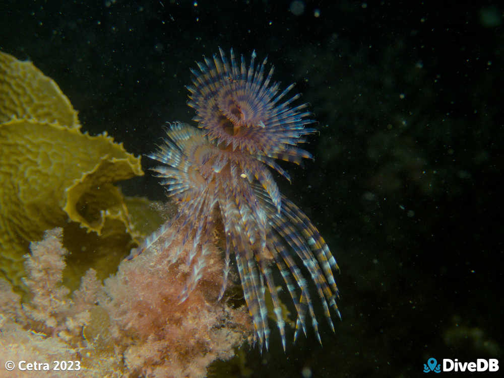 Photo at Seacliff Reef. 