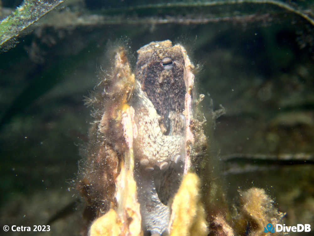 Photo of Octopus at Port Hughes Jetty. 