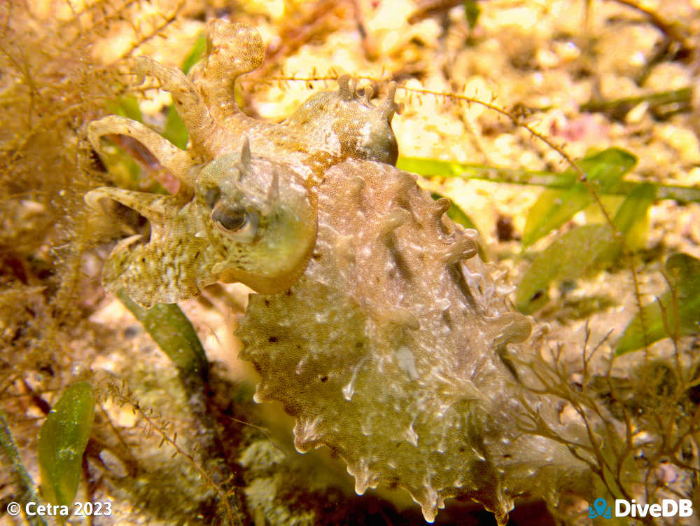 Photo of Cuttlefish at Seacliff Reef. 