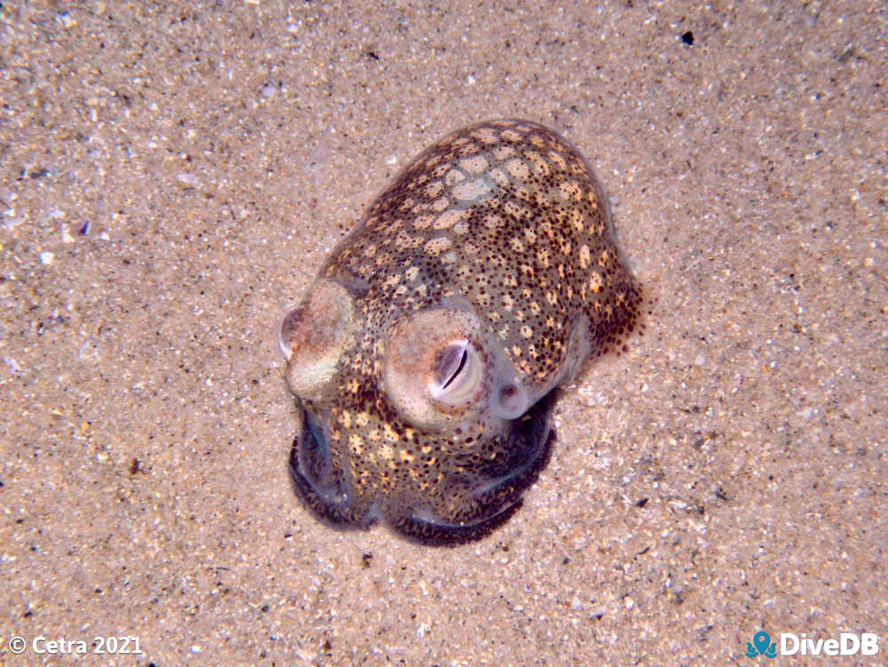Photo of Bobtail Squid at Port Noarlunga Jetty. 