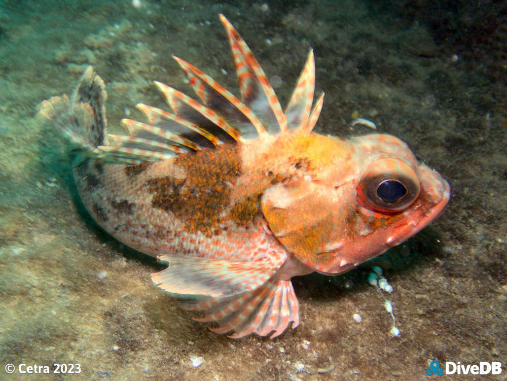 Photo of Gurnard Perch at Claris. 