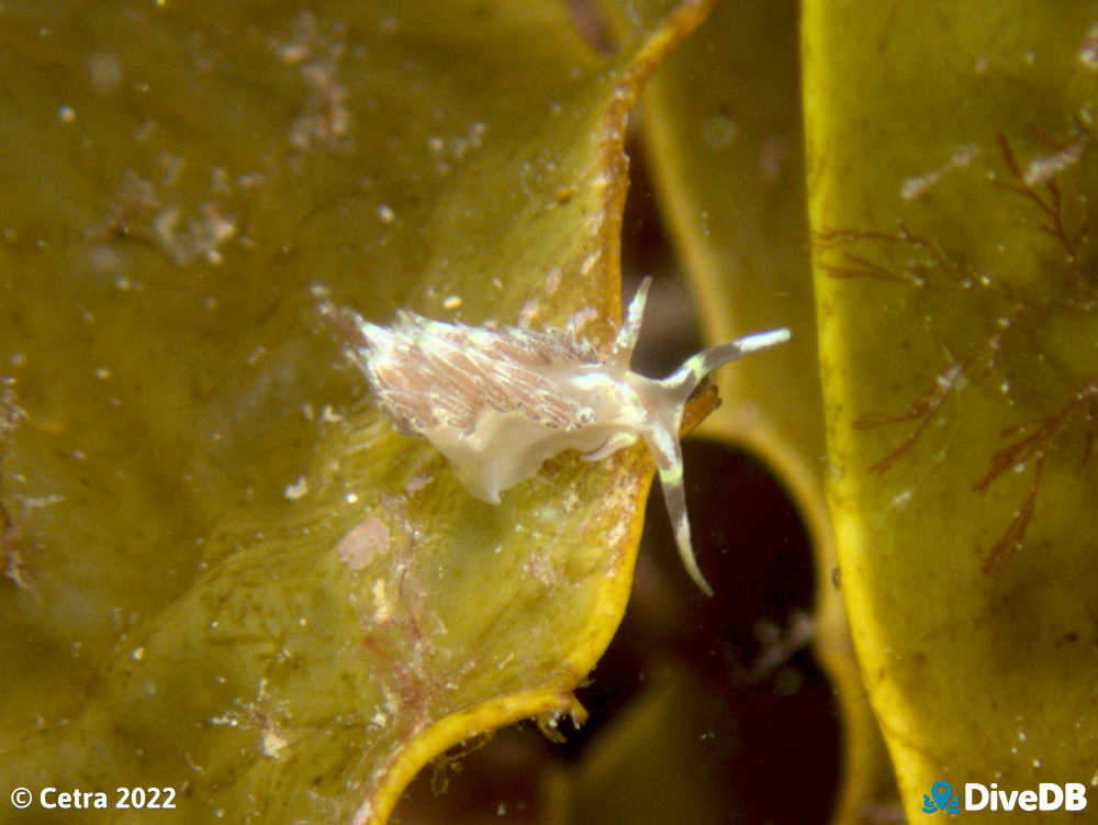 Photo of Facelina sp.3 at Port Noarlunga Jetty. 