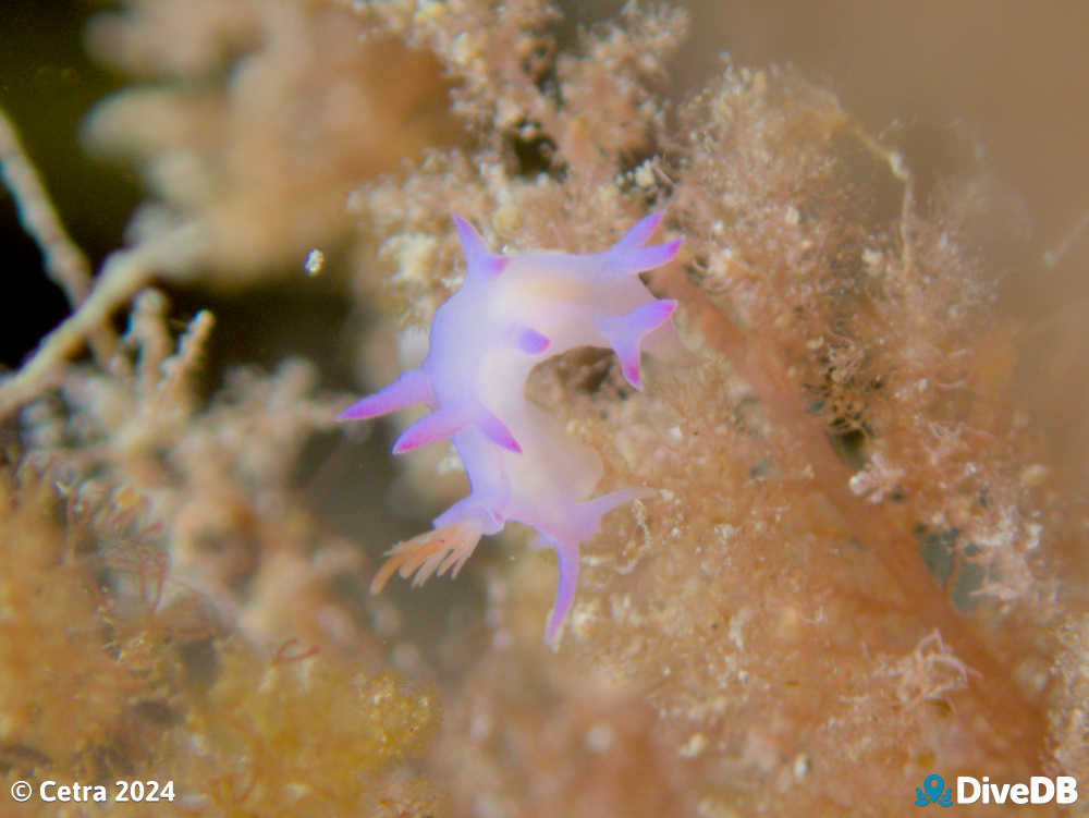 Photo of Marianina sp. at Glenelg Tyre Reef. 