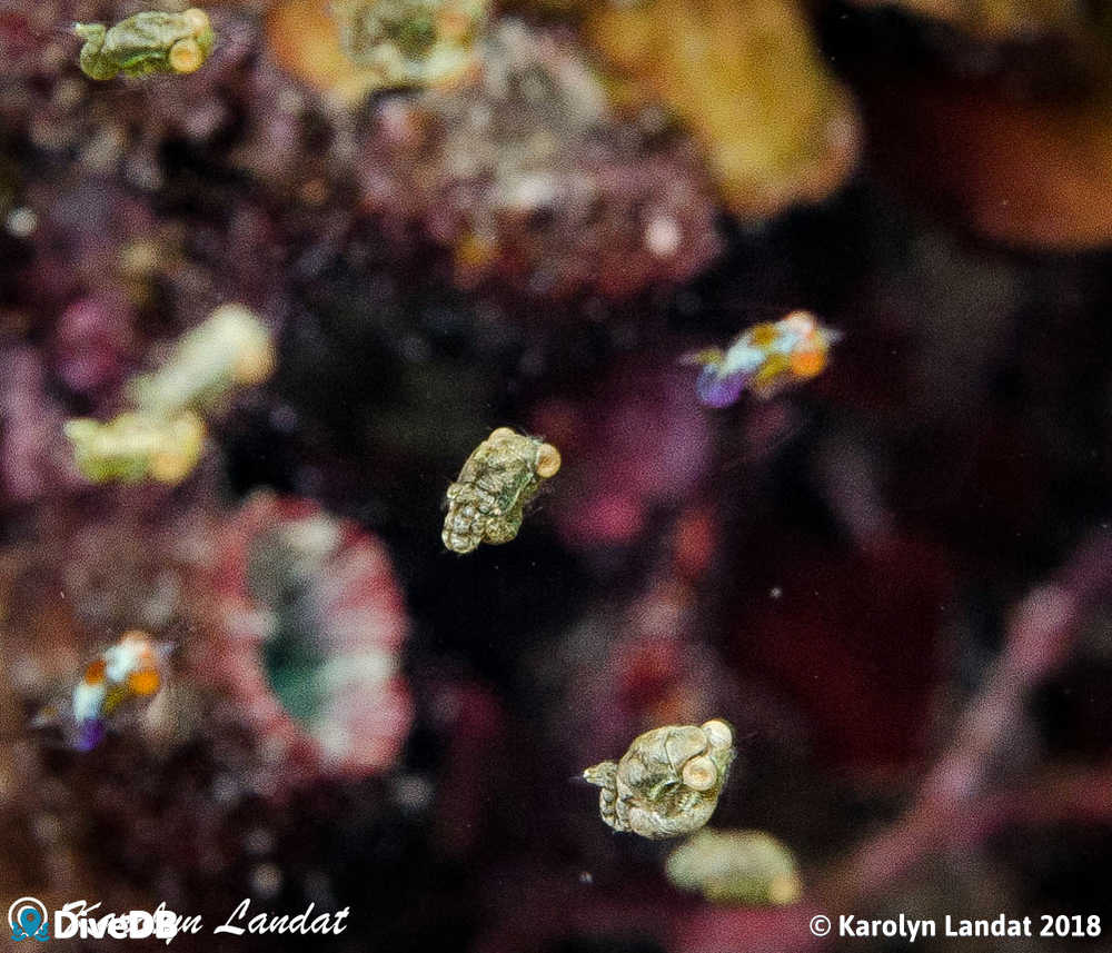 Photo of Sea Bees at Edithburgh Jetty. 