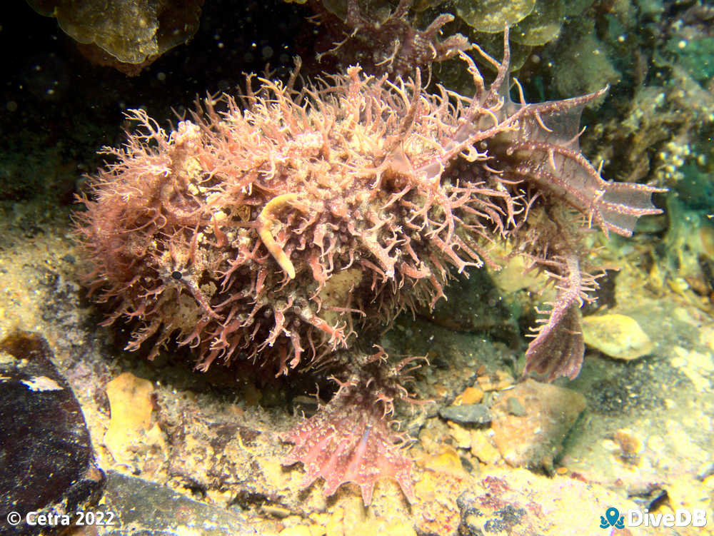 Photo of Angler Fish at Rapid Bay. 