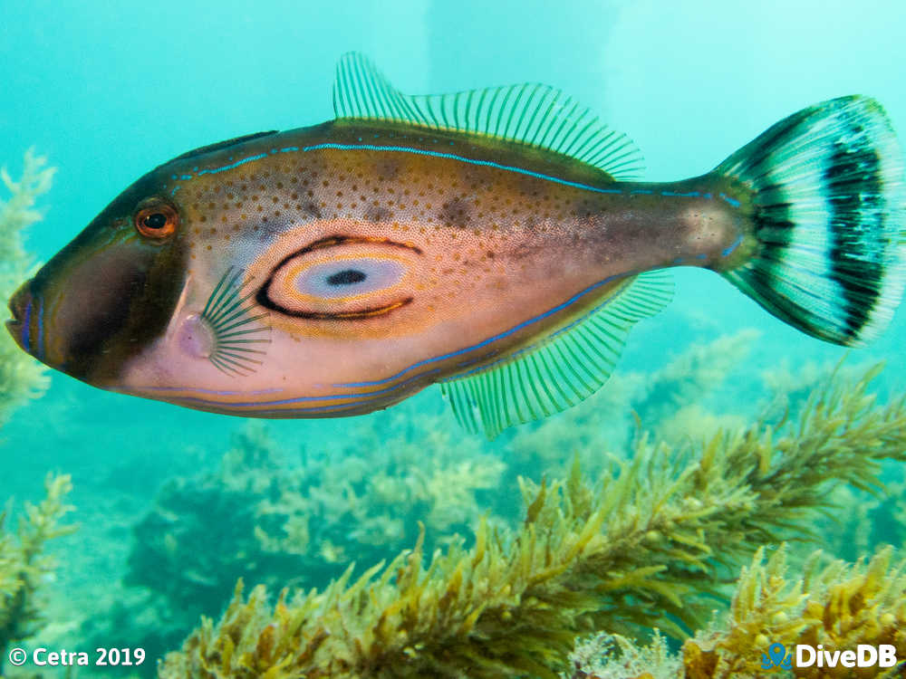 Photo of Horseshoe Leatherjacket at Rapid Bay. 