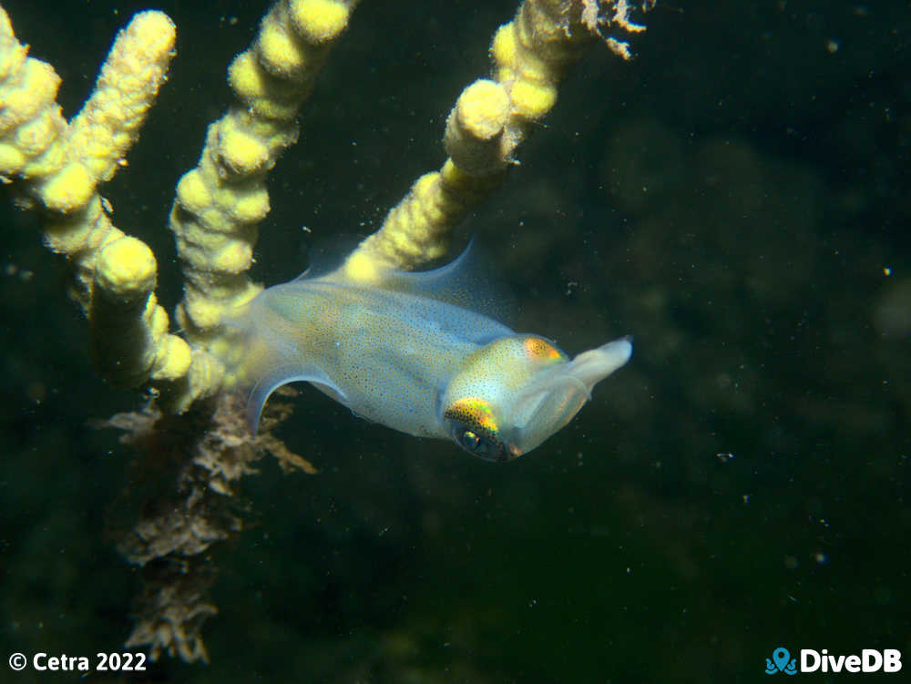 Photo of Squid at Edithburgh Jetty. 