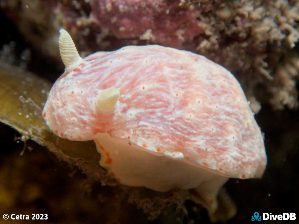 Photo of Goniobranchus epicurius at Port Victoria Jetty. 