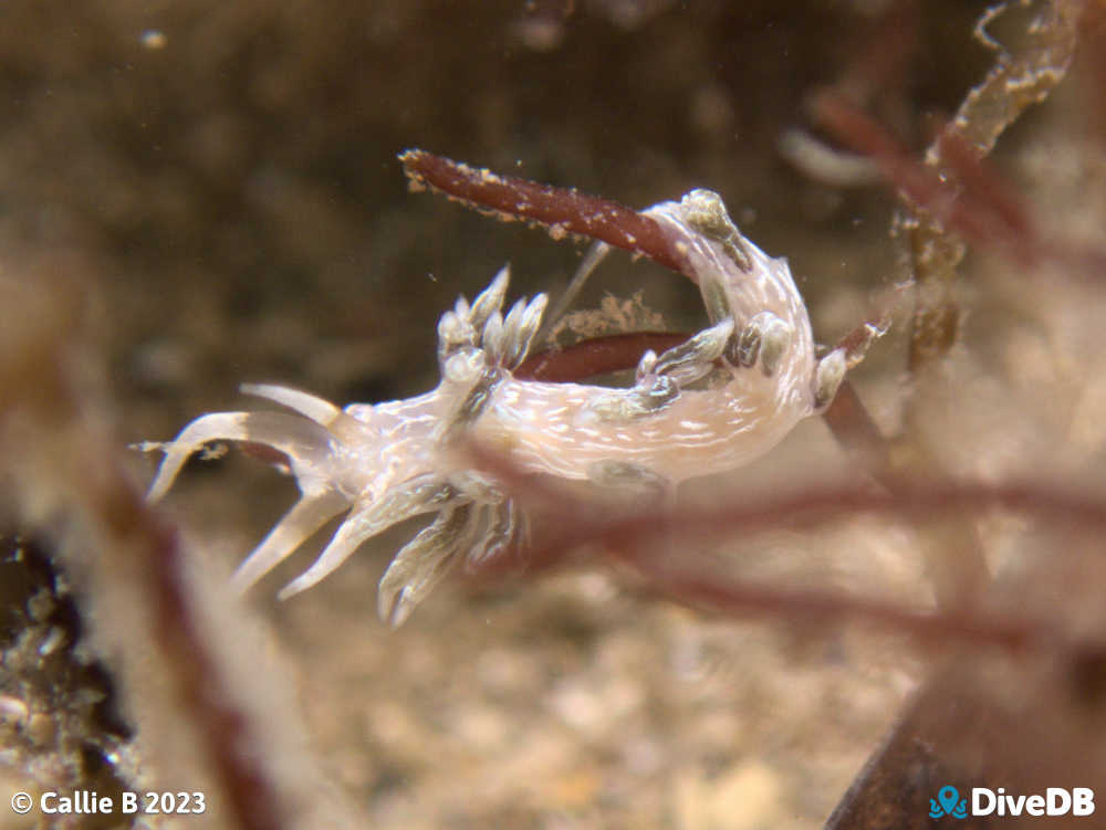 Photo of Createna lineata at Port Noarlunga Jetty. 