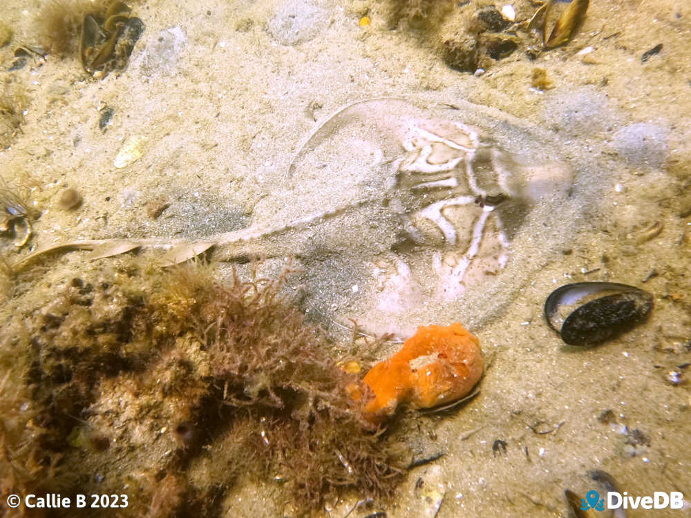 Photo of Fiddler Ray. 