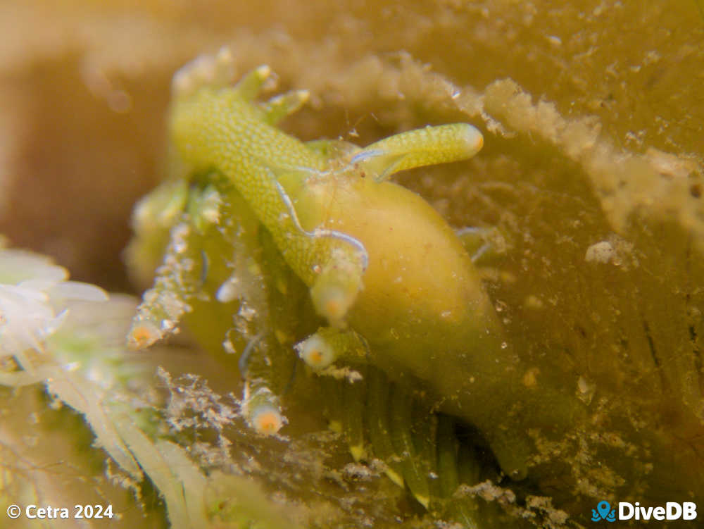 Photo of Flubber at Port Noarlunga Jetty. 