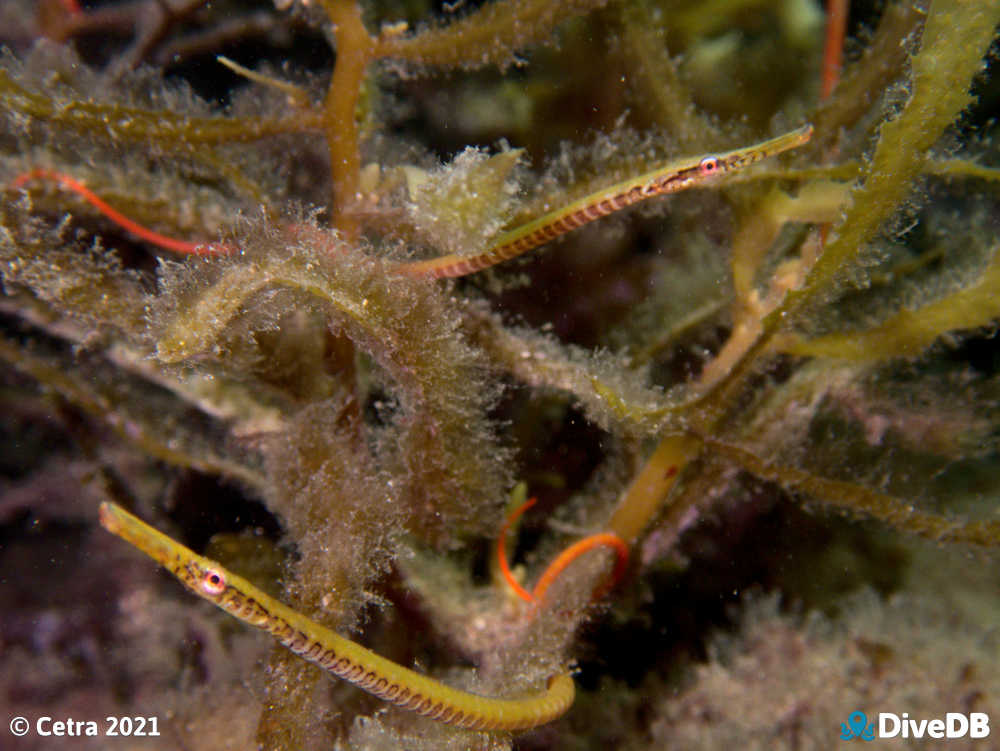 Photo of Gulf Pipefish at Port Victoria Jetty. 