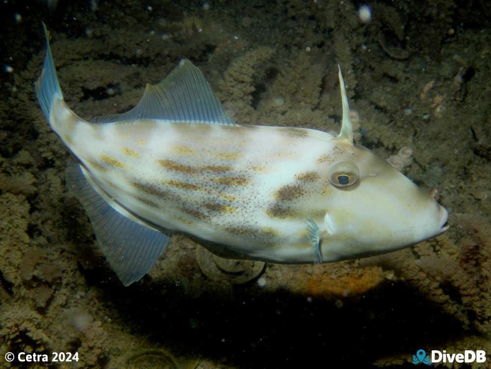 Photo of Mosaic Leatherjacket at Glenelg Dredge. 