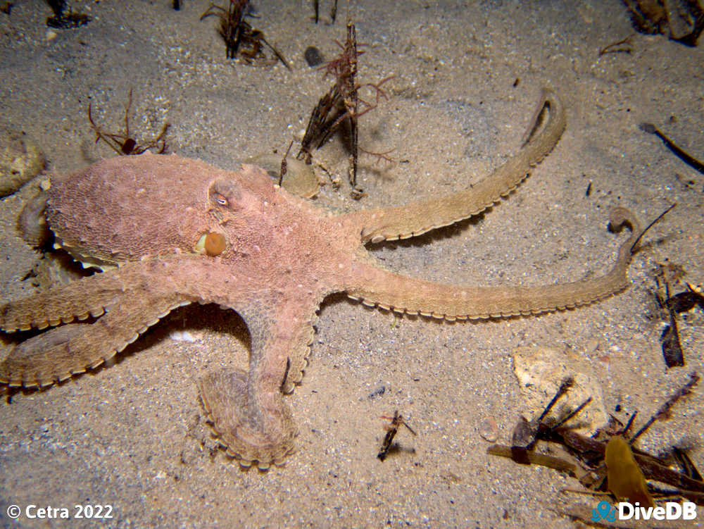 Photo of Octopus at Port Noarlunga Jetty. 