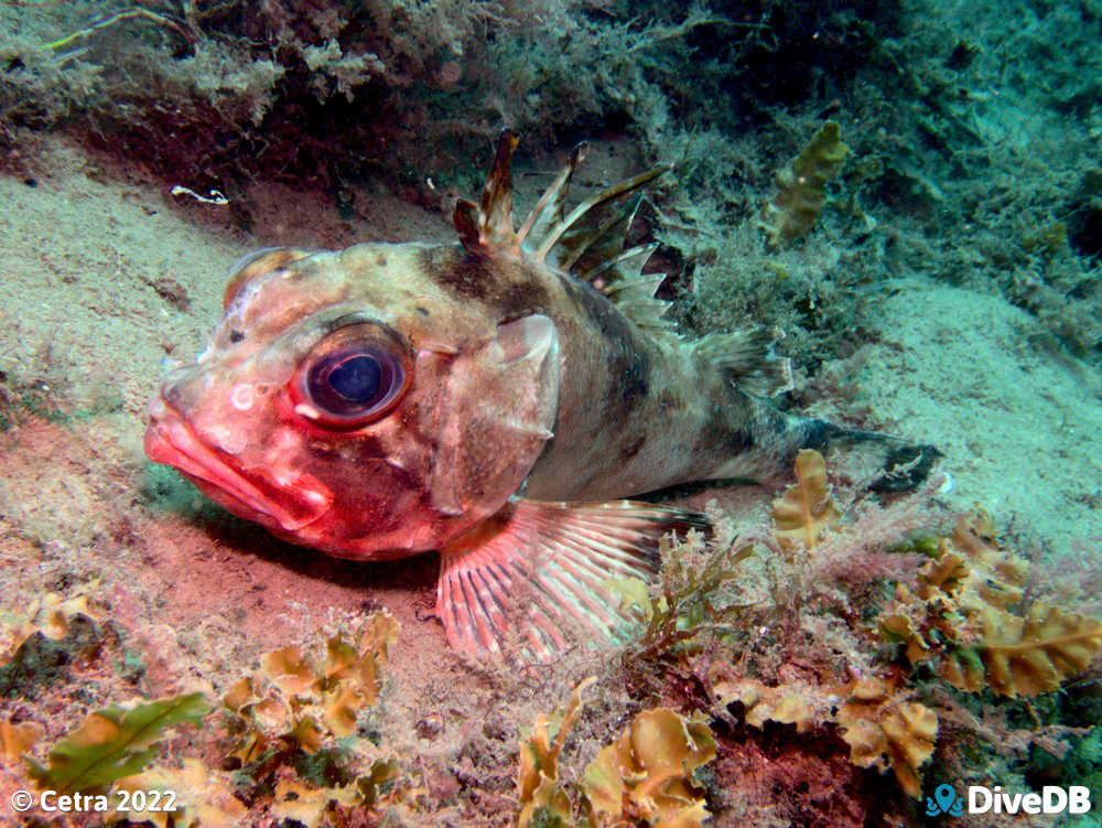 Photo of Gulf Gurnard Perch at Aldinga Pinnacles. 