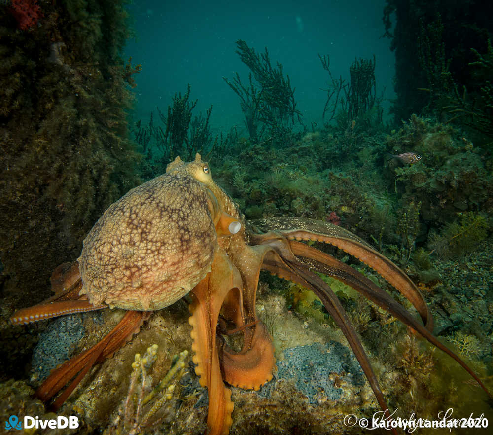 Photo of Maori Octopus at Rapid Bay. 