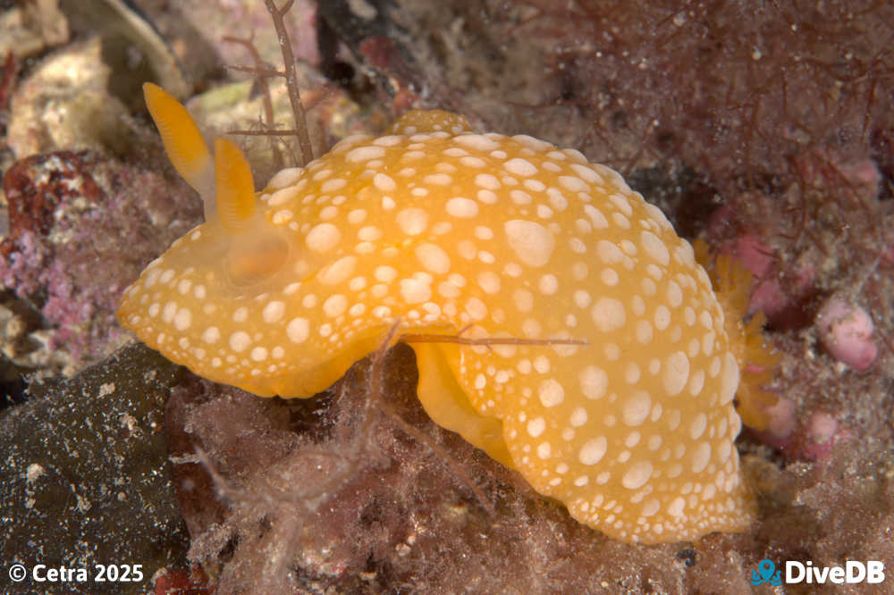 Photo of Fanta at Port Hughes Jetty. 