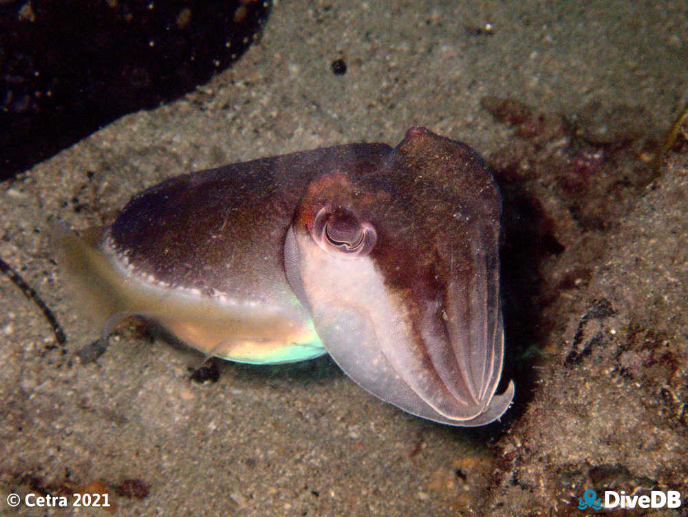 Photo of Cuttlefish at Edithburgh Jetty. 