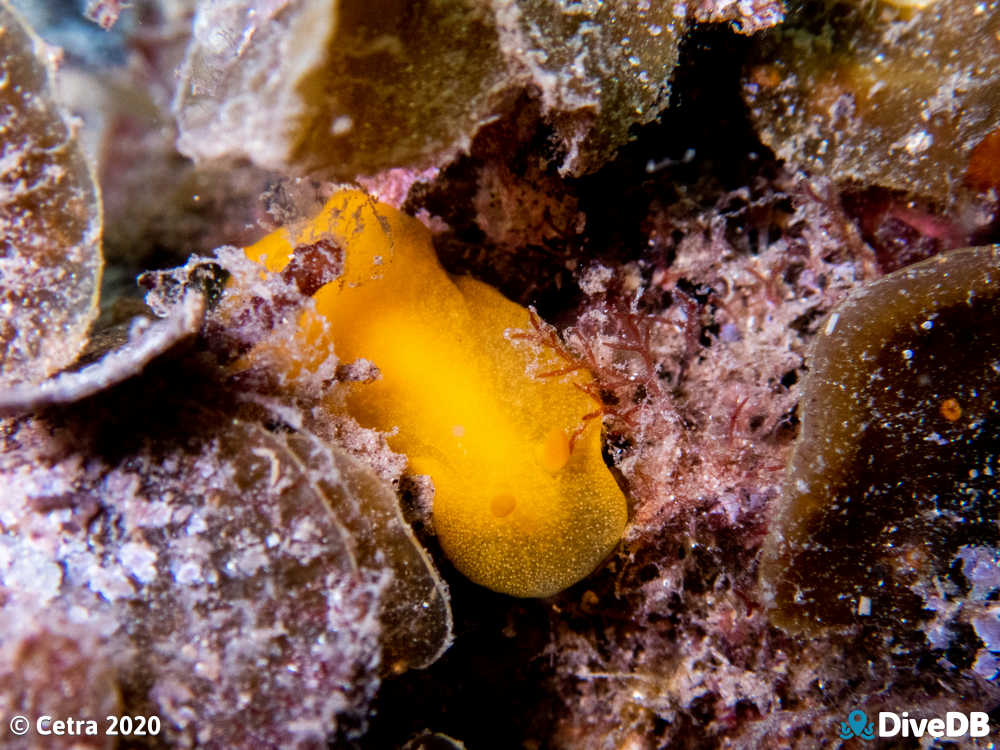 Photo of Cordial at Port Victoria Jetty. 