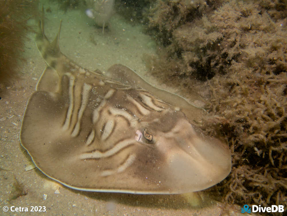 Photo of Fiddler Ray at Rye Pier. 