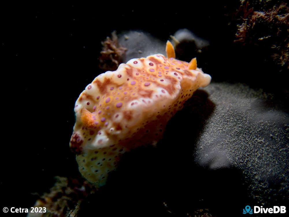 Photo of Short-tailed Sea Slug at Aldinga Pinnacles. 