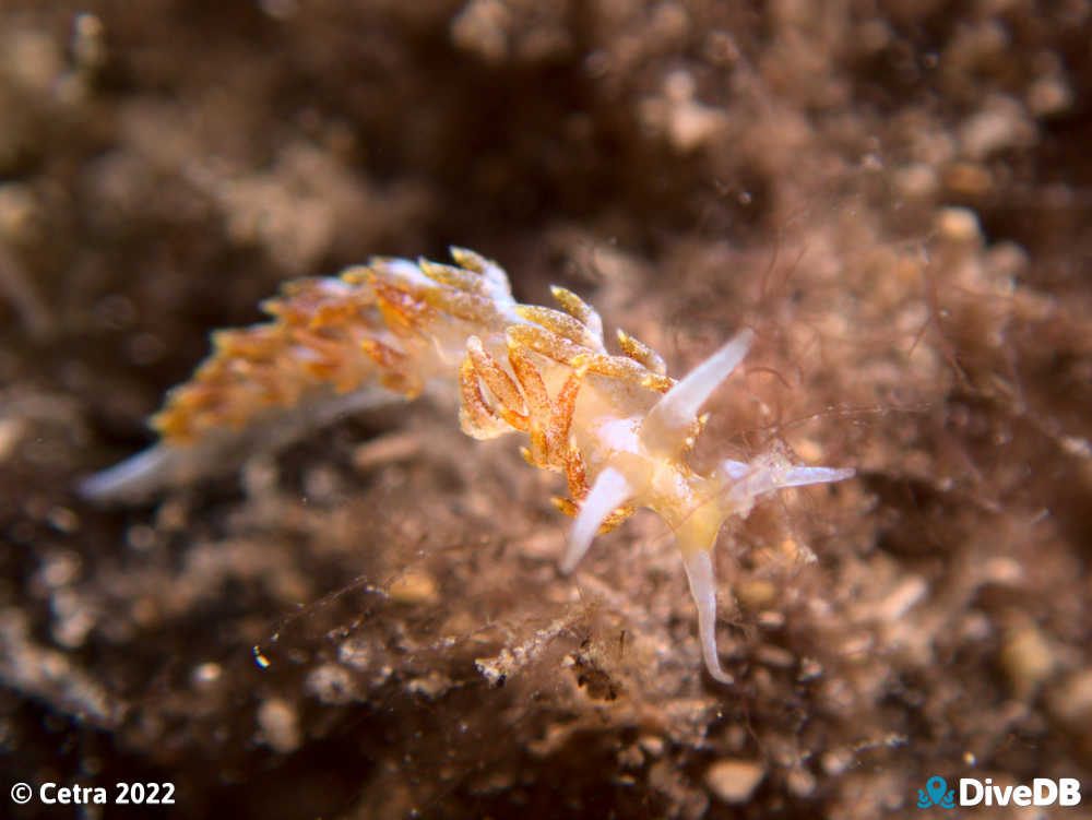 Photo of Tularia bractea at Edithburgh Jetty. 