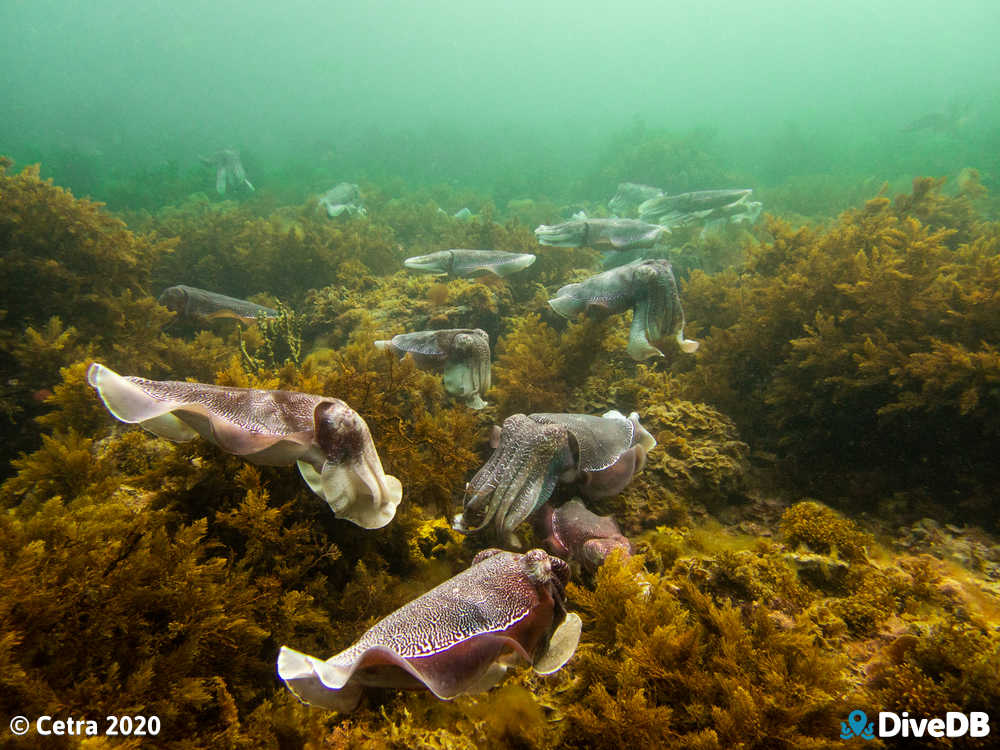 Whyalla Cuttlefish