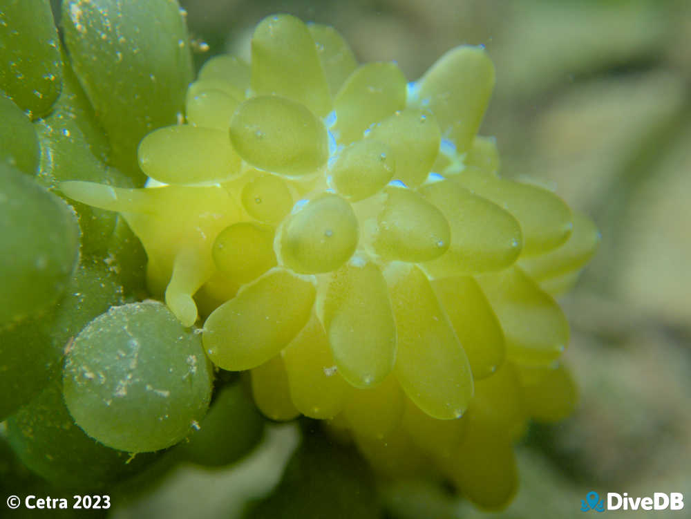 Photo of Grape Nudi at Edithburgh Jetty. 