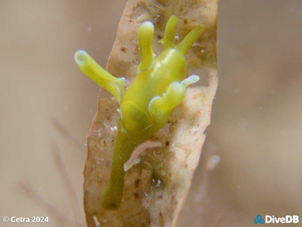 Photo of Flubber at Port Noarlunga Jetty. 