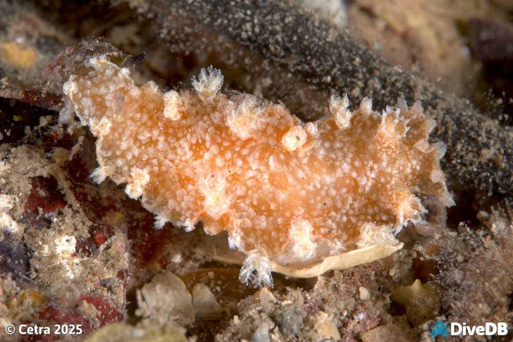 Photo of Marionia albany at Port Hughes Jetty. 