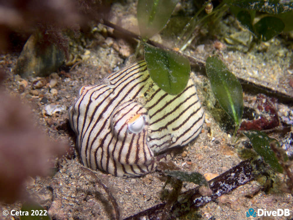 Photo of Pyjama Squid at Edithburgh Jetty. 