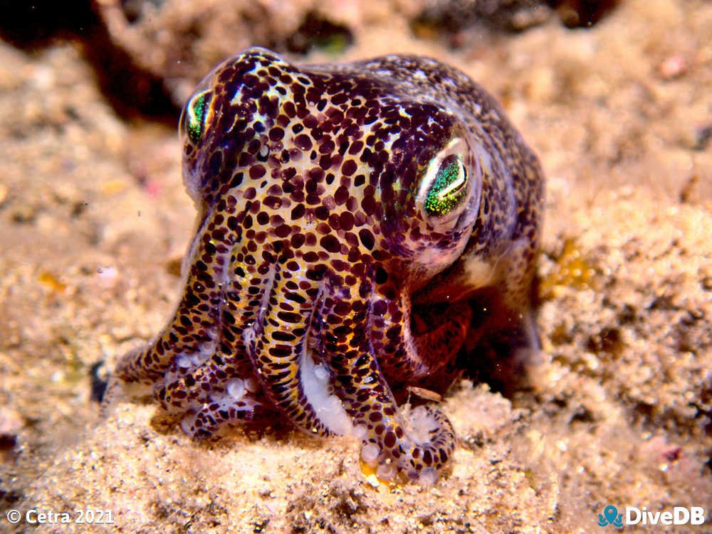 Photo of Bobtail Squid at Edithburgh Jetty. 