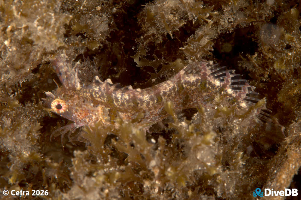 Photo at Wallaroo Jetty. 
