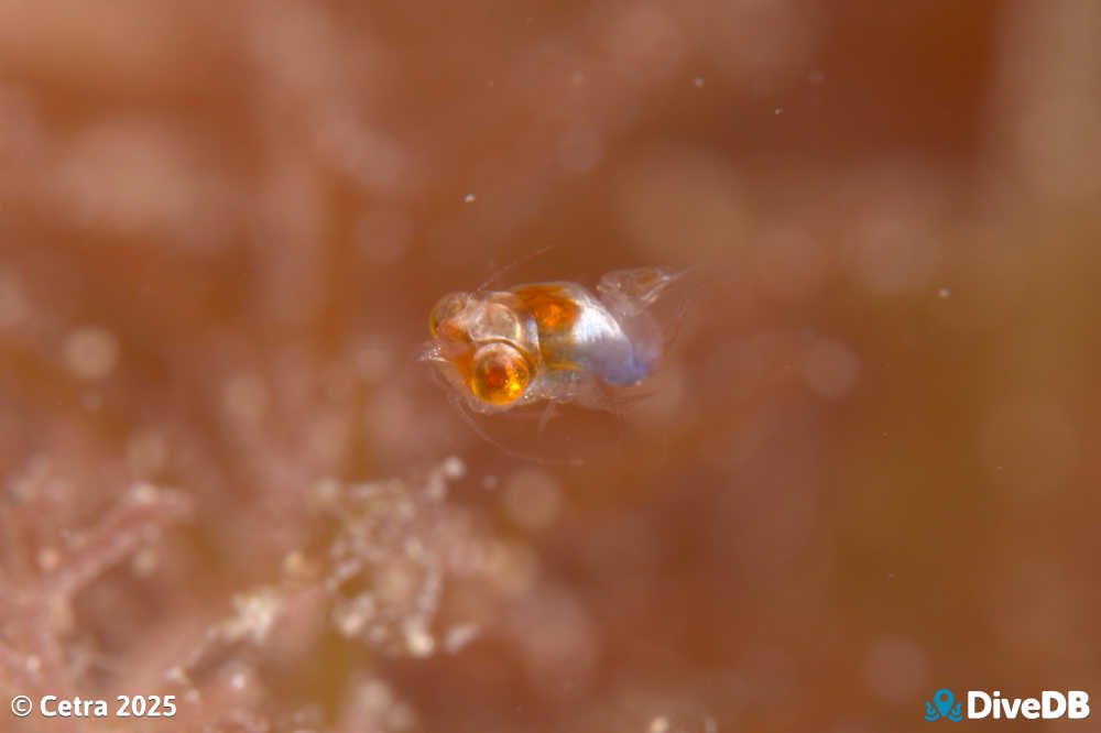 Photo of Sea Bees at Port Hughes Jetty. 