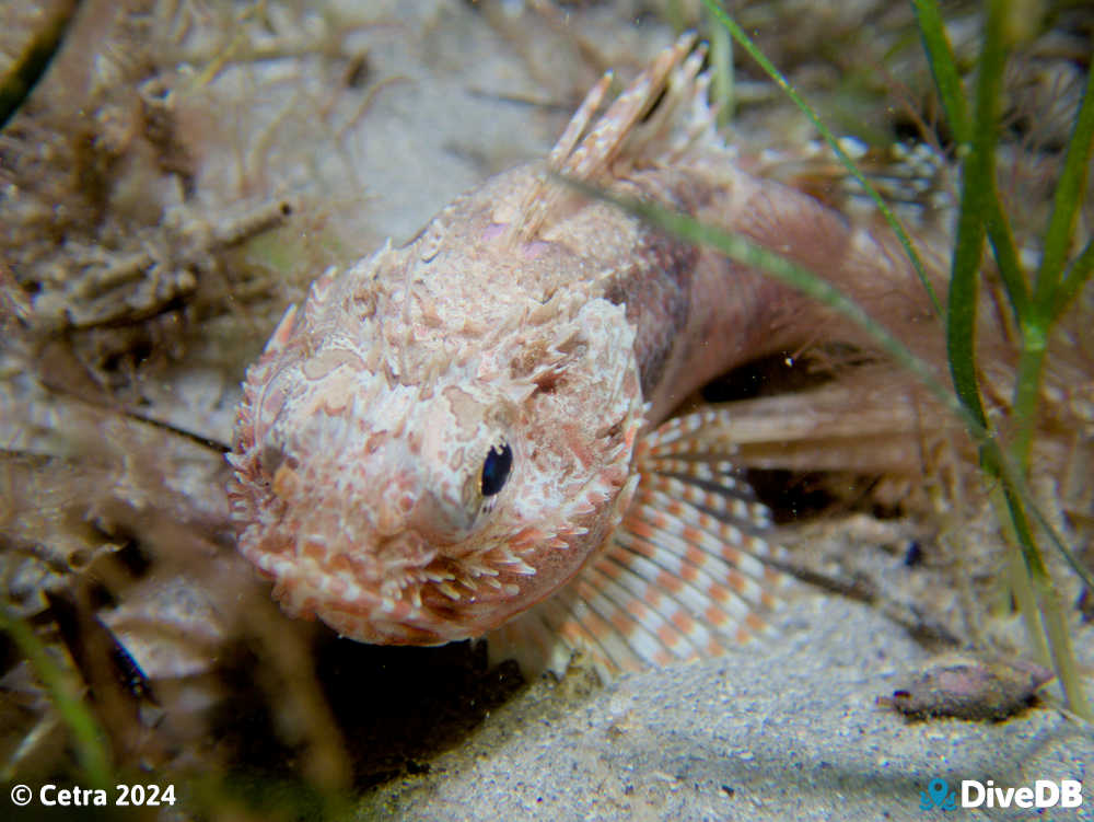 Photo of Gurnard Perch at Port Noarlunga Jetty. 