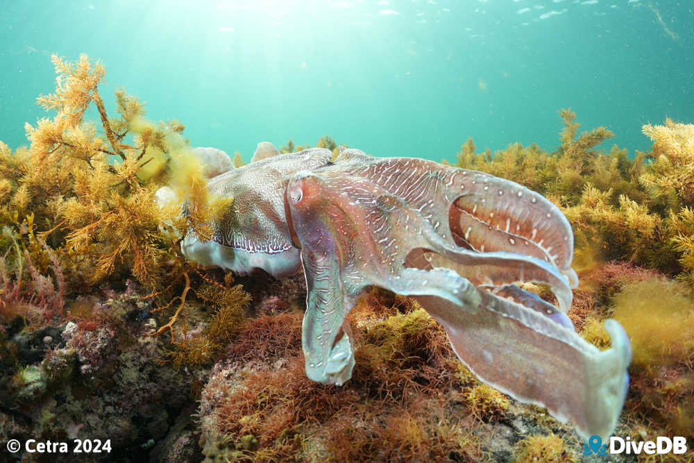 Photo at Whyalla Cuttlefish. 