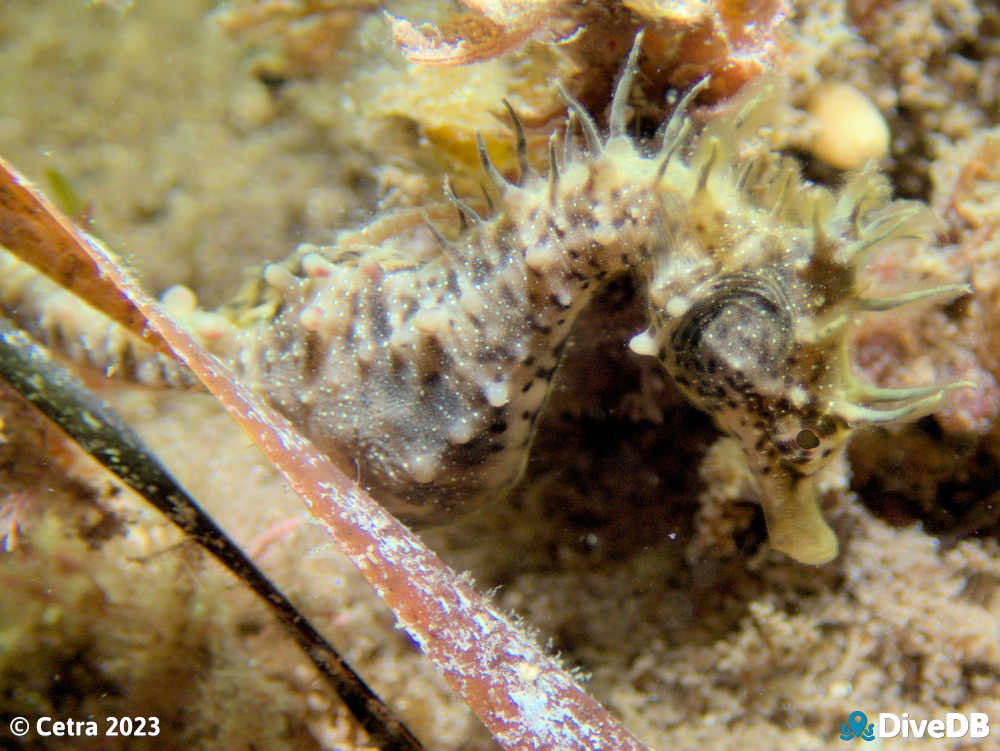 Photo of Shorthead Seahorse at Port Victoria Jetty. 