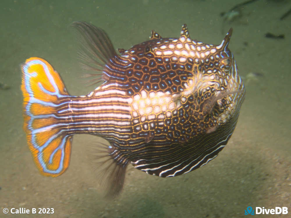 Photo of Ornate Cowfish. 