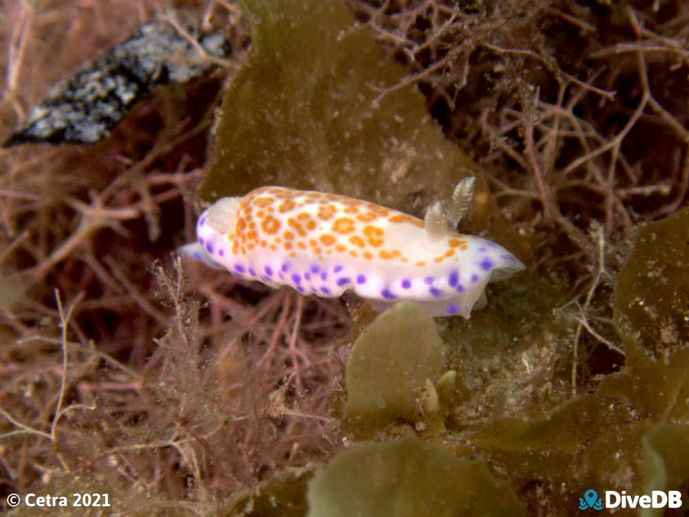 Photo of Chromodoris ambigua at Seacliff Reef. 