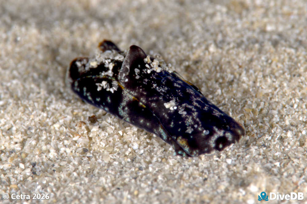 Photo at Wallaroo Jetty. 